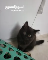  5 قطط شيرازي