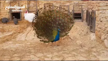  8 طاووس للبيع مستعجل