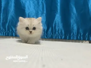  4 بريتش لونغهير