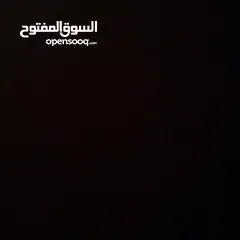  1 مطلووب ارانب هولندي ضخم