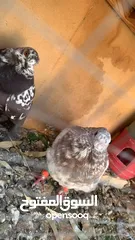  2 جواز و كش للبيع
