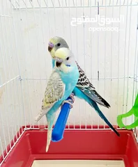 1 جوزين طيور حب مع اقفاص جديدة