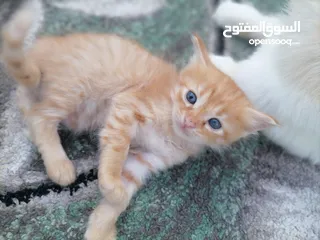  2 قطه شيرا زي