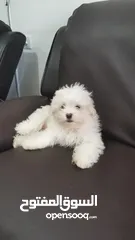  3 Maltese for sale