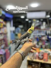  3 كوكتيل اليف فحل عليه عرض