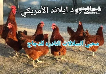  19 بيض مخصب و صيصان لسلالات دجاج نادره على مستوى العالم
