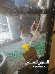  10 جوزين يهودي جوز اصفر وجوز احمر على صفره
