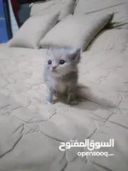  18 قطط صغيرة للبيع بسعر رمزي عمر 43 يوم لاي استفسار التواصل على الواتساب على الرقم