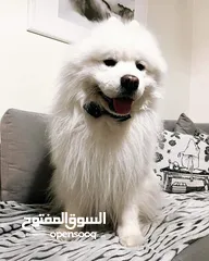  18 Pomeranian   Samoyed    Giant Malamute