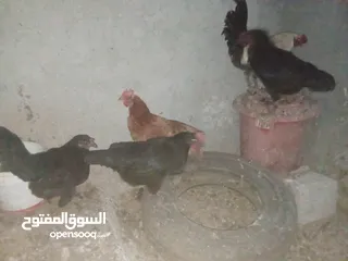  7 دجاج بلدي بياض للبيع
