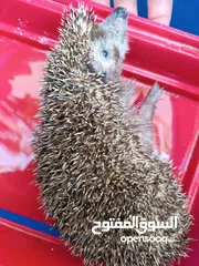 3 قنفذ للبيع