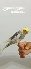  5 كوكتيل اليف لون رائع للبيع