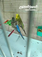  3 طيور هوجو رومو حب وطيور حب انجليزي ولا طيور صحه ونظافه وجوده