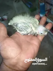  3 افراح كوكتيل زق يدوي