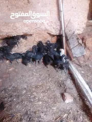  6 صيصان اجاج بلدي .