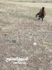  2 عنز لحم سن جمع شطرا للبيع