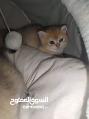  3 قطط سكوتش ny11 ny 25 بيور جمجمه عريضه زي الالعاب