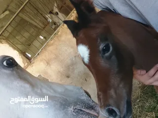  2 مهر عربي اصيل مع اوراق مواليد شهر 4/2025