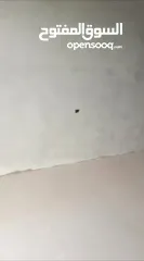  6 فارس شاهين
