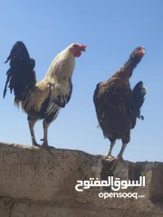  4 ديك ودجاجه للبيع الشراء يرن