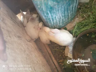  1 أرانب نخب للبيع العدد 22