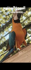  5 ببغاء مكاو Blue and Gold متكلم مواجهه اليف عجينه ثوب كامل وبجنن وافلح من ذكر الله وشوف الوصف