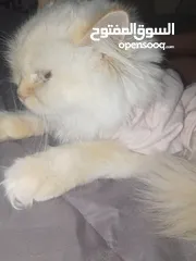  6 قطه هملاياء
