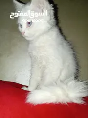  6 كتن كتنز بيبي  قطه شيرازي و قط شنشيلا ابيض ناصع و عيون زرق و قط و قطه يا   شبه تبني للتبني بسعر رمزي