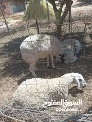  5 خروف للبيع عمره 8شهور ربي يبارك