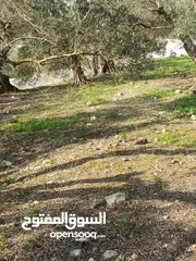  24 ارض زراعيه في بلعا دير الغصون