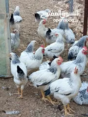  2 دجاج سايكس إنجليزي