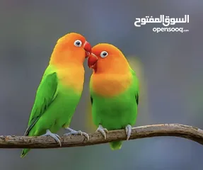  1 مطلوب أنثى فيشر لون مانجو
