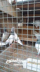  1 pakistani pigeons