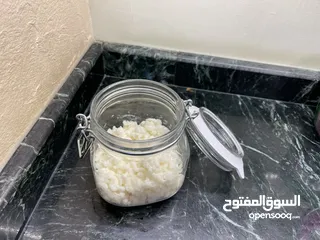  1 للبيع فطر هندي طازج ( كيفر / كفير )  Fresh Kefir grains for sale