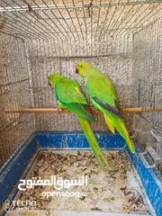  9 جوز دره اطيره كبيره وجهزه والفحل بديت طوق و5 طوير كنارات بصلات ع النبي الله يبارك لصاحب النصيب التسل