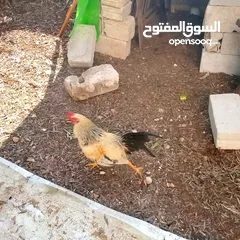  3 بسم الله ماشاء الله