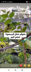  6 اشجار للبيع