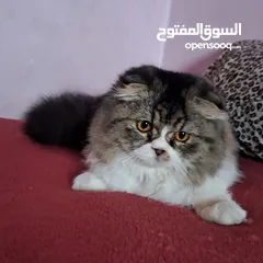  3 قطط سكوتش وبريتش وهملايا