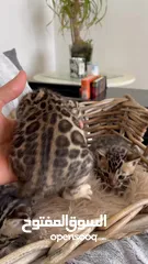  3 قطط البنغال