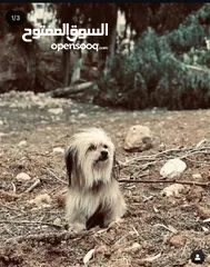  1 كلبة لاسا ابسو للبيع موجوده عمان ابو نصير