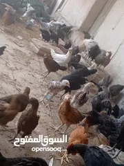  1 فراخ بلدي عمر شهرين ونص مطعمات جميع التطعيمات اي بي ولقاح ونيونكسل