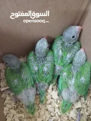  1 Baby parrots for sale