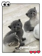  7 سكوتش فولد بيور kitten