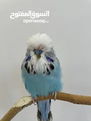  1 English budgies