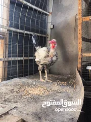  3 ديج ابو ركيبه للبيع