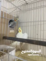  3 جوز كوكتيل على وجه بيض اغلب وقتهم بلكوخ