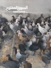  1 فرخات دجاج عمر شهر ونص