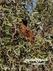  1 خلايا نحل للبيع