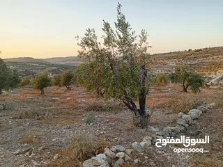  3 ارضـ مزروعـة زيـتـونـ للـبـيـعـ فيـ صـوريـفـ