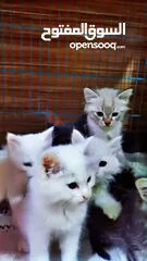  2 قطط شيرازي+همالايا للبيع